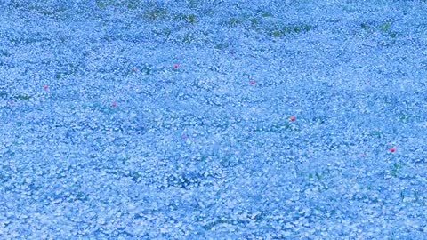 A sea of flowers in wonderland
