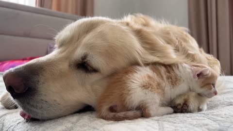 Tiny Kitten and Golden Retriever are Best Friends