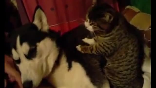 Cat Massaging a Husky