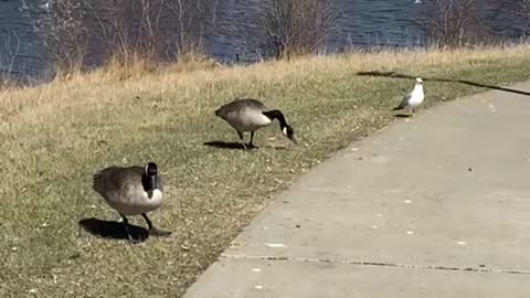 Nature and bird: Goose meeting gull, friend or foe