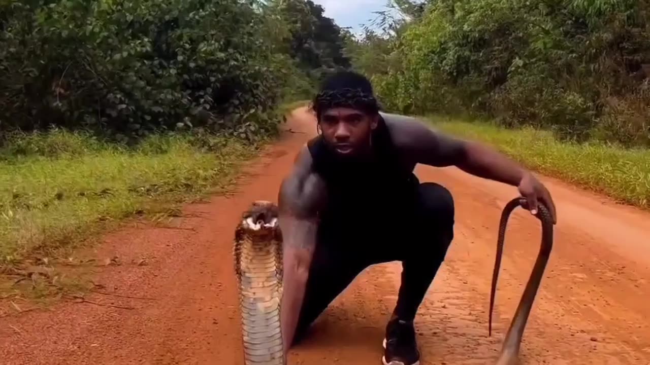 King cobra 🐍