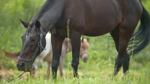 Brown horse eating grass and walking at rural field