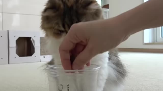 OH MY GoD Sneaky Cat Attack!