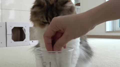 OH MY GoD Sneaky Cat Attack!