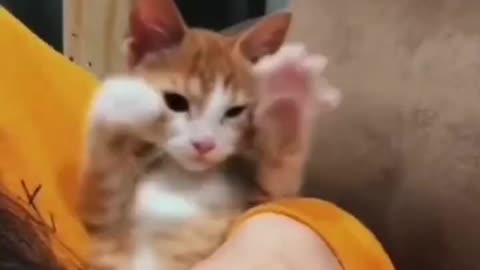 Exclusive treatment of unhappy cats funny video (3)