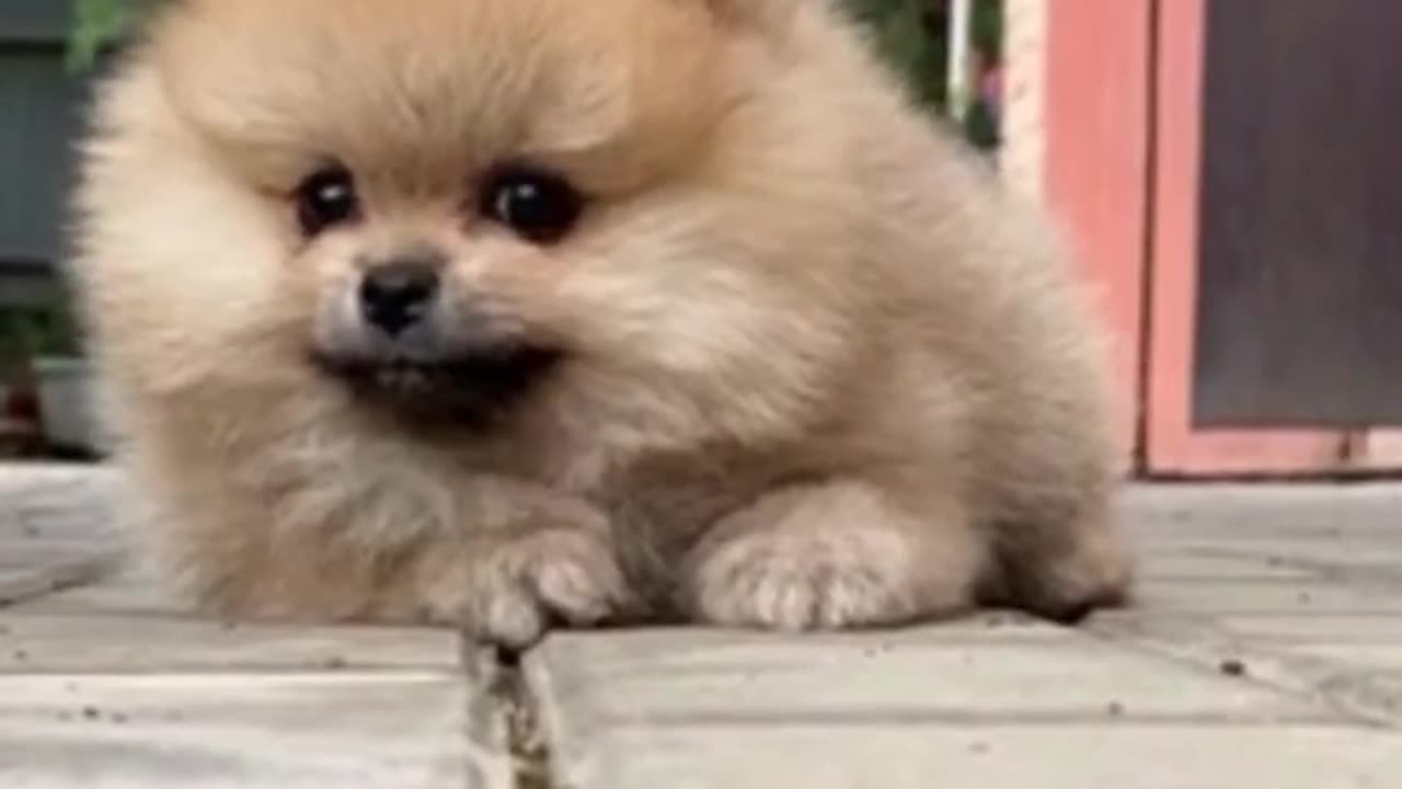 Beautiful Brown Dog 🐶 do him cutest Movements