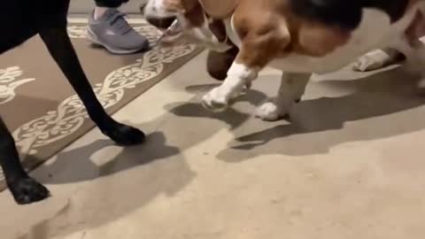 Sklar Dog gives Epic Reaction