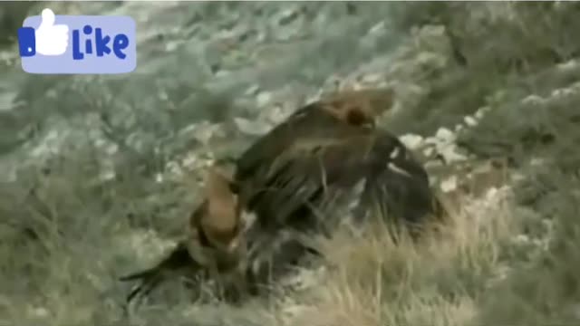 Golden Eagle Vs Fox