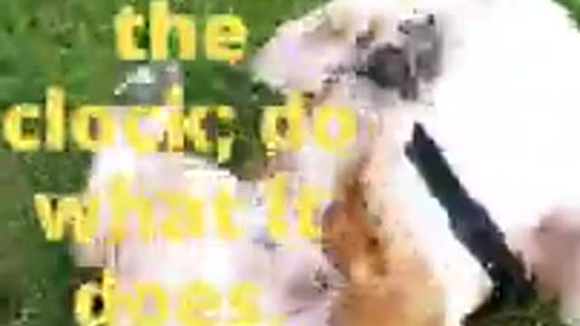 FUNNY DOGS 🌽 | VIDEO COMPILATION 🍾