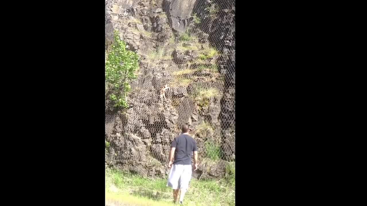 Hero Saves Baby Deer Stuck In Boulder Catch Fence