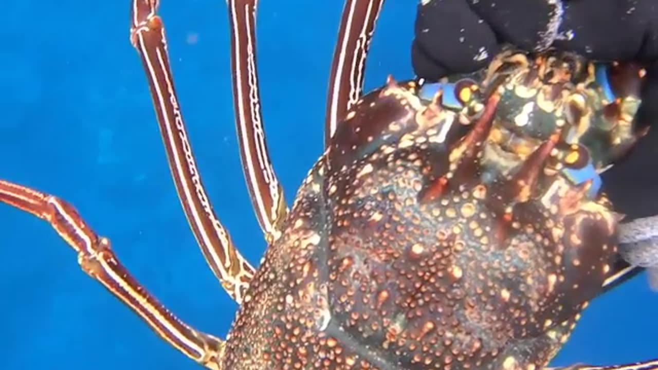 Lobster