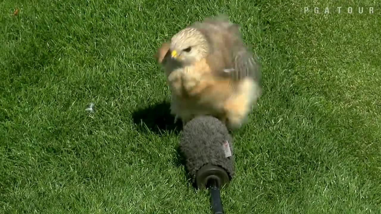 Top 10: Animal Encounters on the PGA TOUR