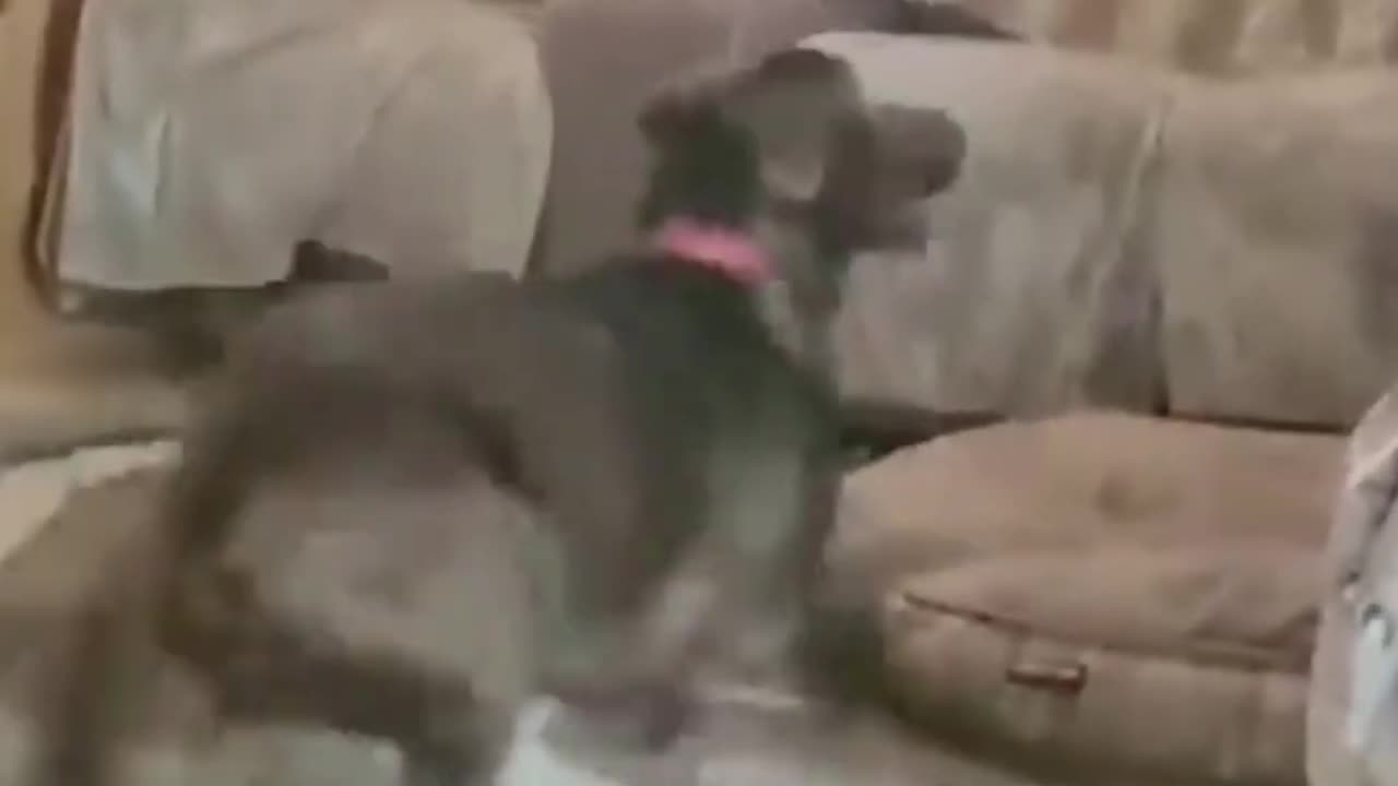 Funny Cats and Dogs do dumb and dumber - 5 Minutes 2 Laugh