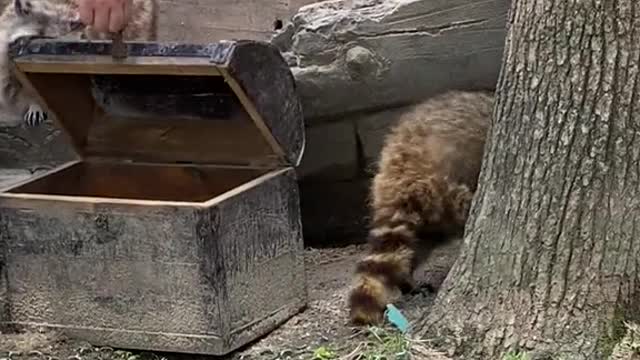 Small raccoon