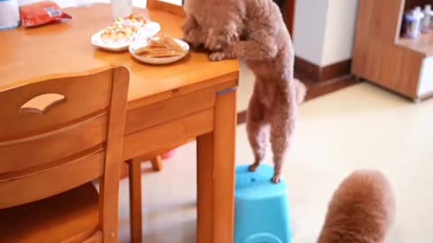 Send these two puppies to school now!