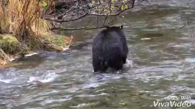 Bear catching salmon.