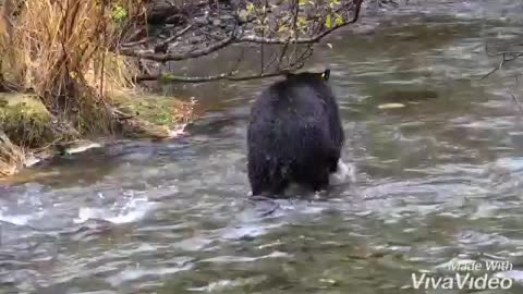 Bear catching salmon.