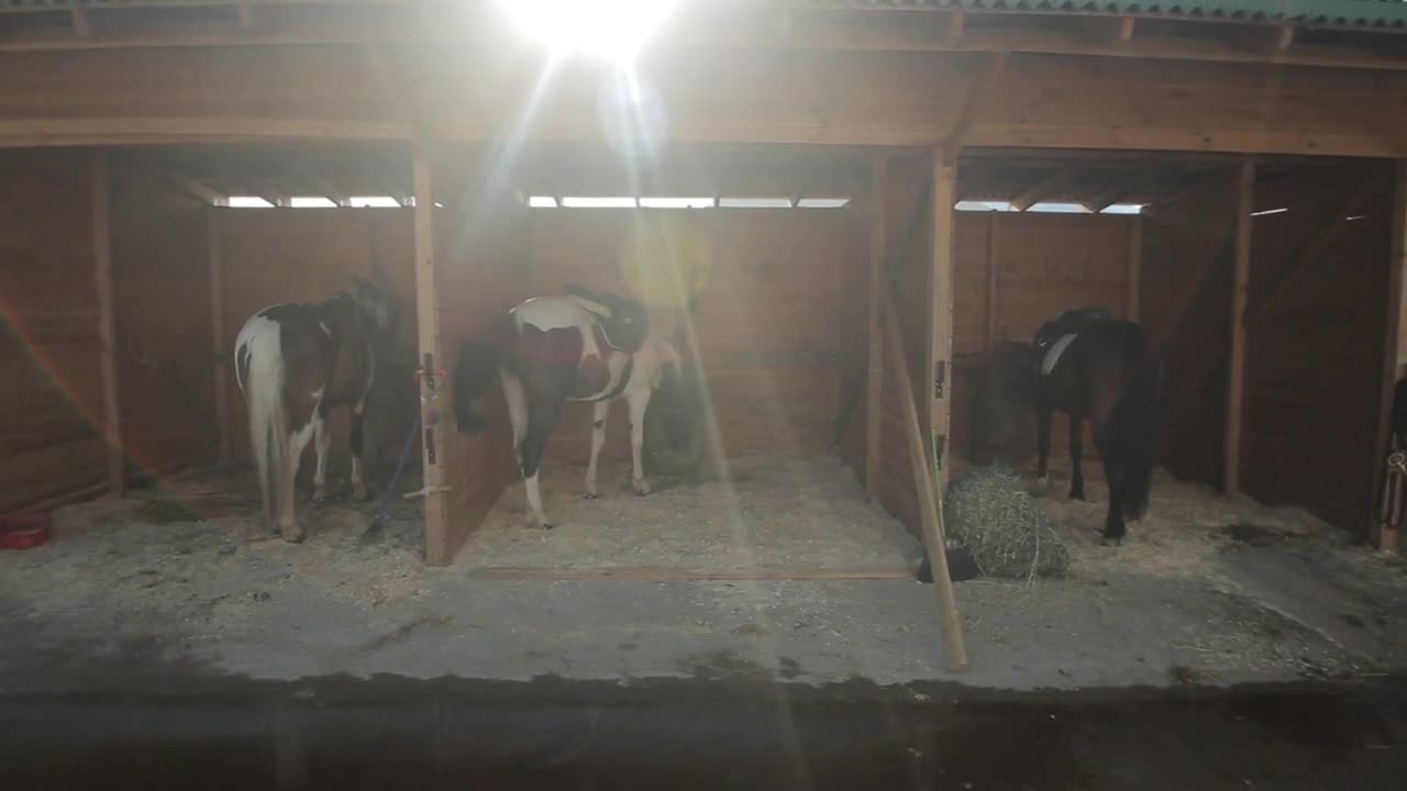 Horse stables with wooden doors and horses. Moving camera. sun shines in the camera