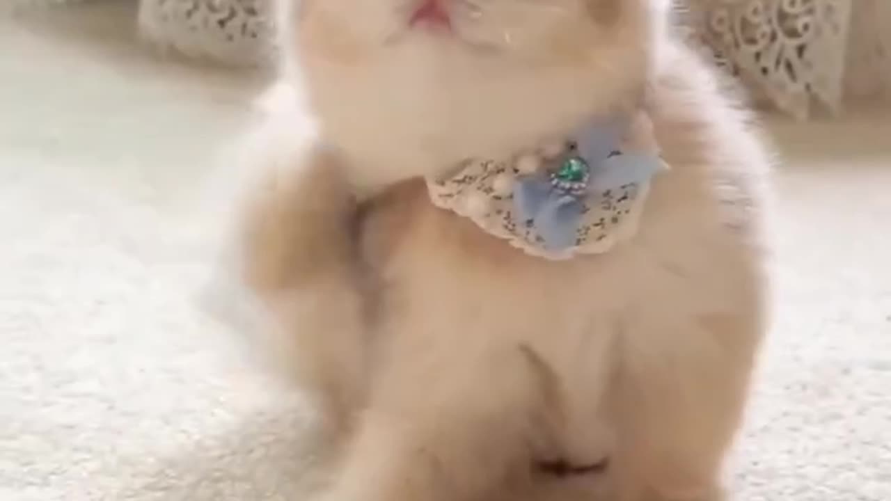 Please follow me if you enjoy cute kittens!