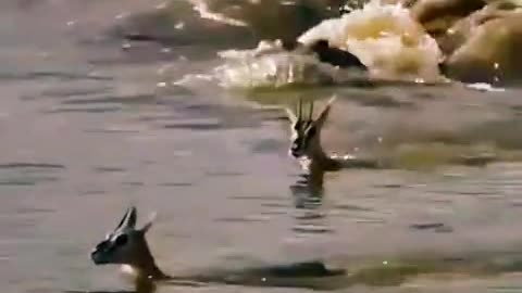 A mother sacrifices herself for her child🔥😱