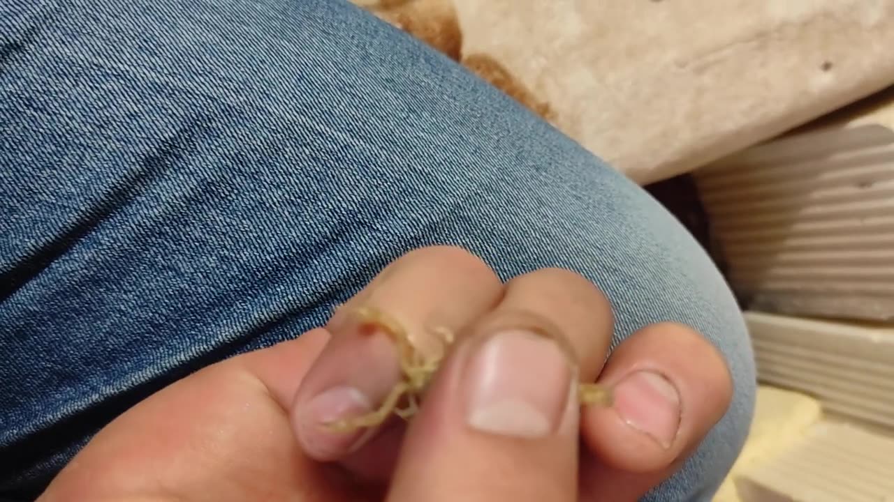 Play with the scorpion