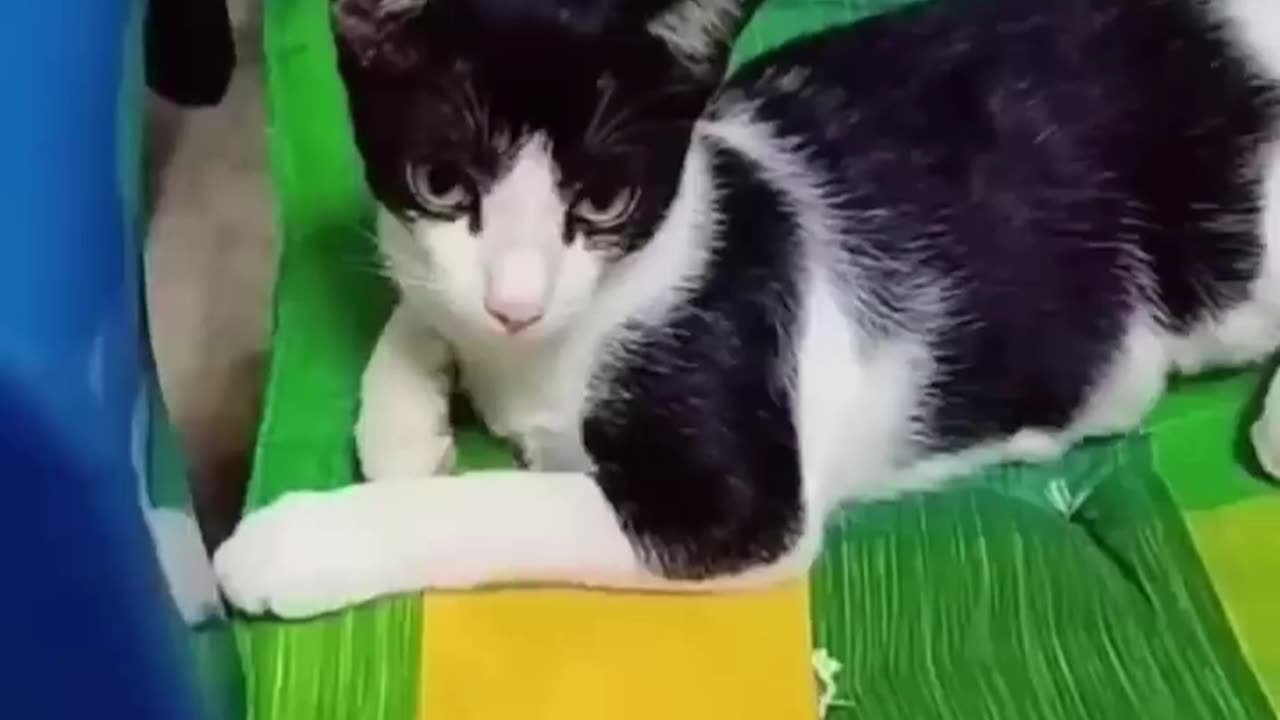 NEW FUNNY CAT AND DOGS CLIPS 2023 Part1