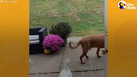 The Happiest, Cuddliest Duck Ever Is Obsessed With A Giant Dog - The Dodo_Cut