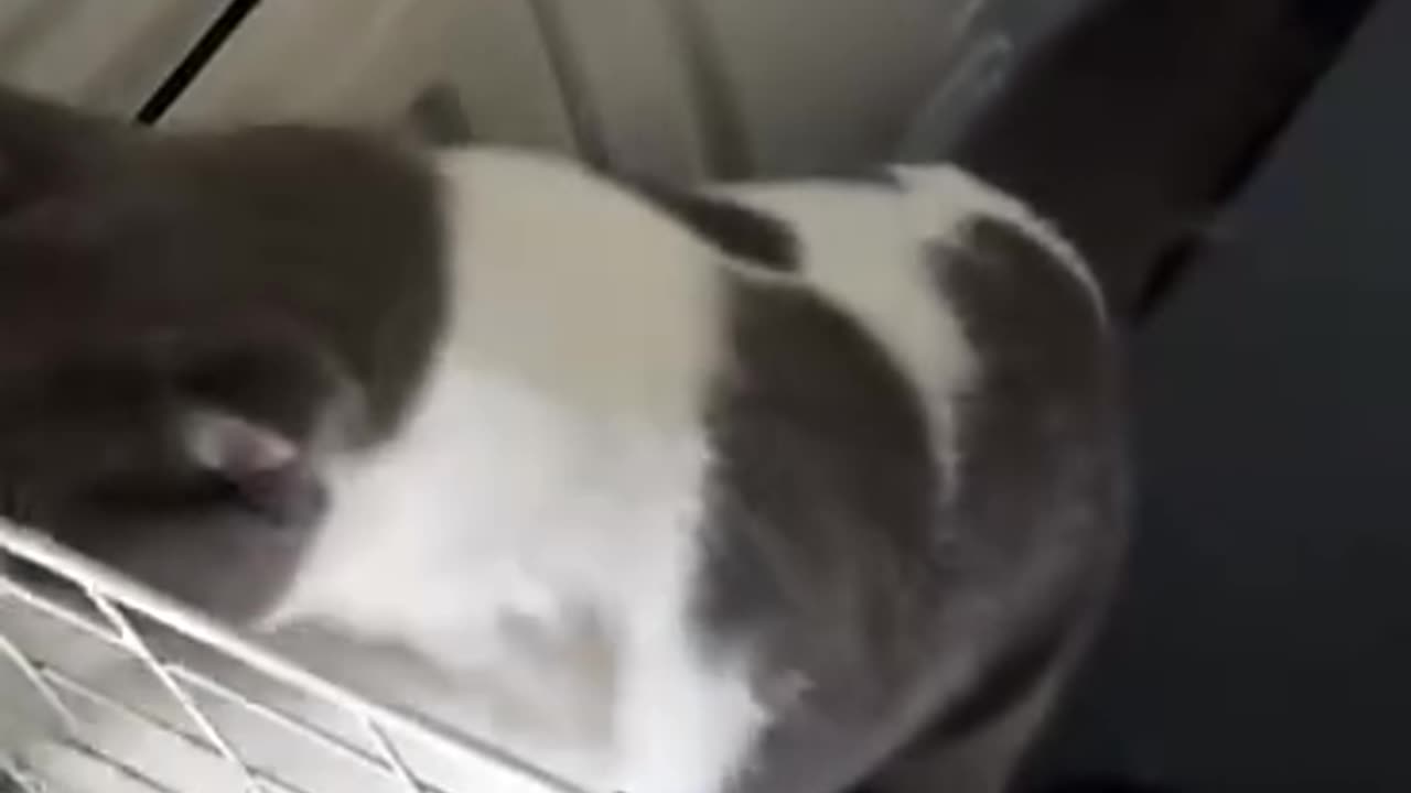 This moto just loves food and He doesn't like running at all