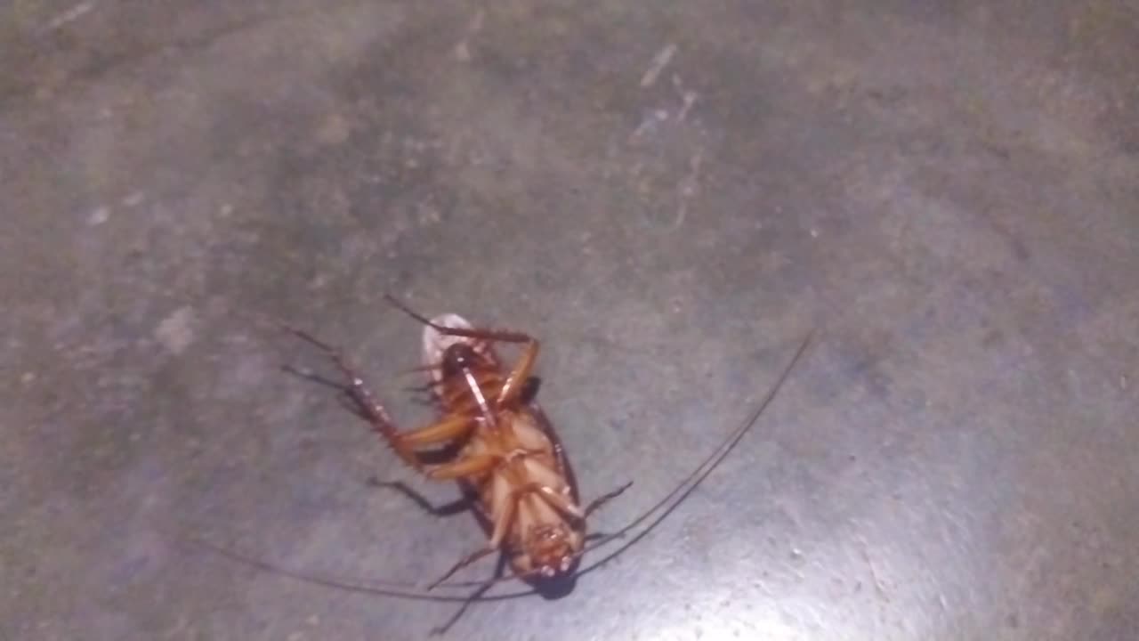 cockroach fighting