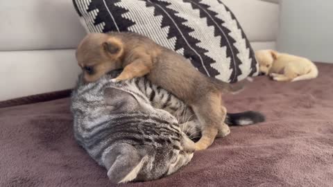 Funny Cat Reaction to Puppies [Kitty sees them for the First Time]