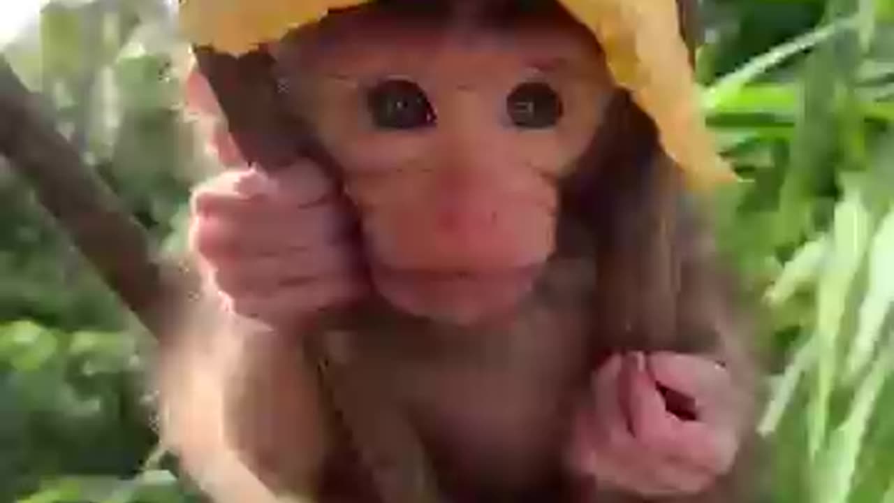 Baby monkey sits in the tree with flowers