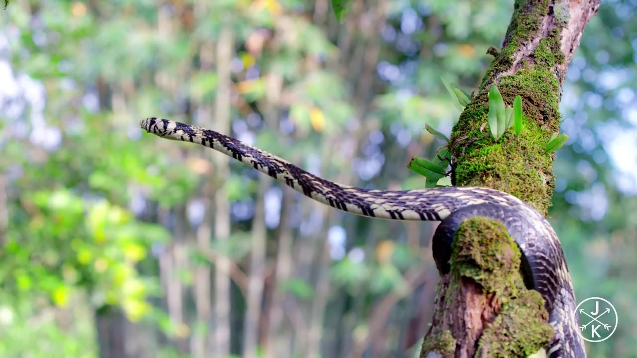 COSTA RICA IN 4K NATURE