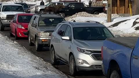 Moose Runs Through Rally