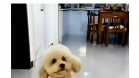 Funny dog videos