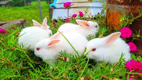 Most beautiful rabbit funny video