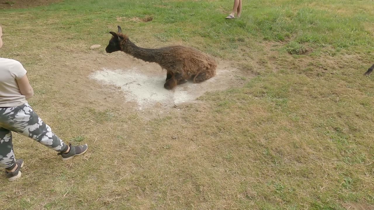 Llama Dust Bath