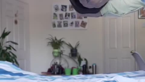 cat vs dog