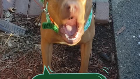 St. Paddy's Day Pittie - Pitbull Says Happy St. Patrick's Day!