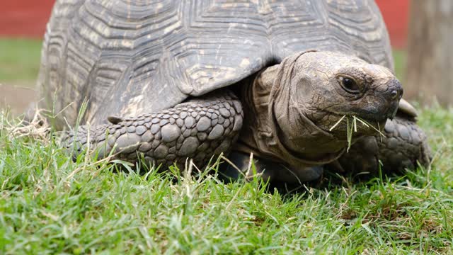 A footage of a turtle eating close up