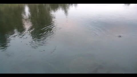 Salmon jumping in Eureka Montana