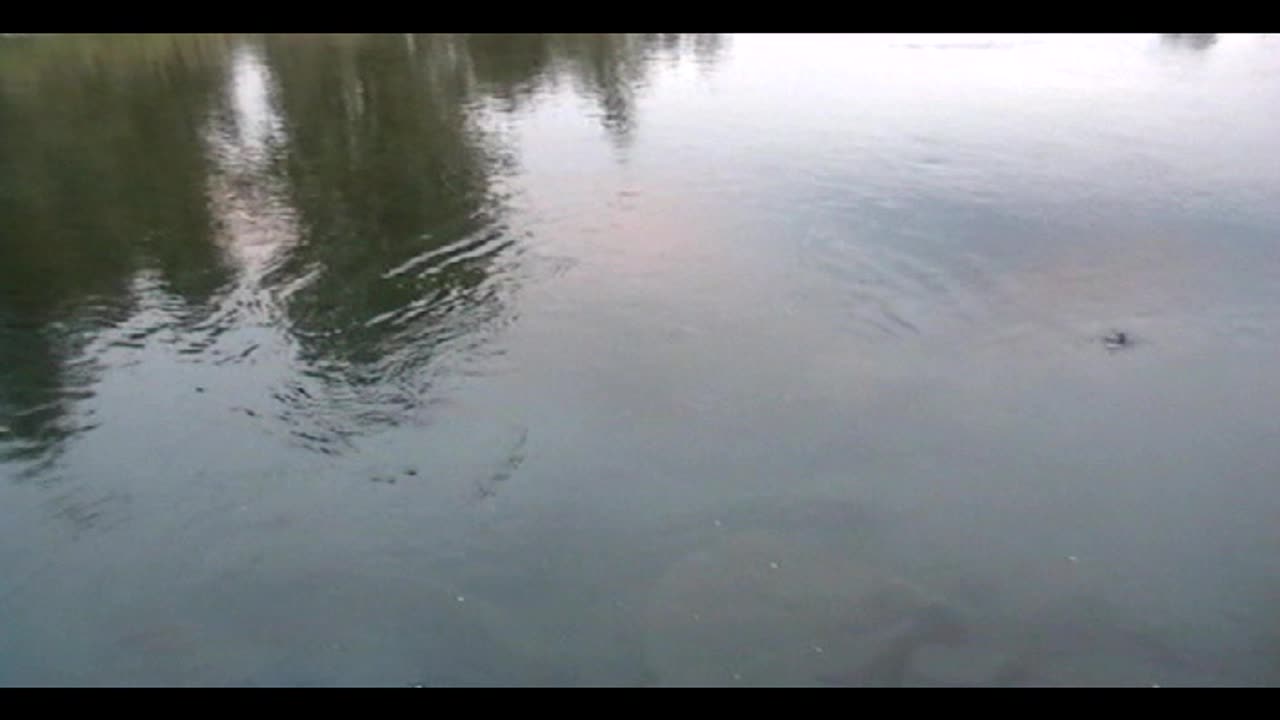 Salmon jumping in Eureka Montana