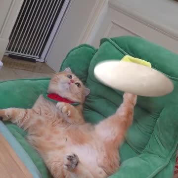 Make nodels for everyone's to Eat.. Funny cat cooking