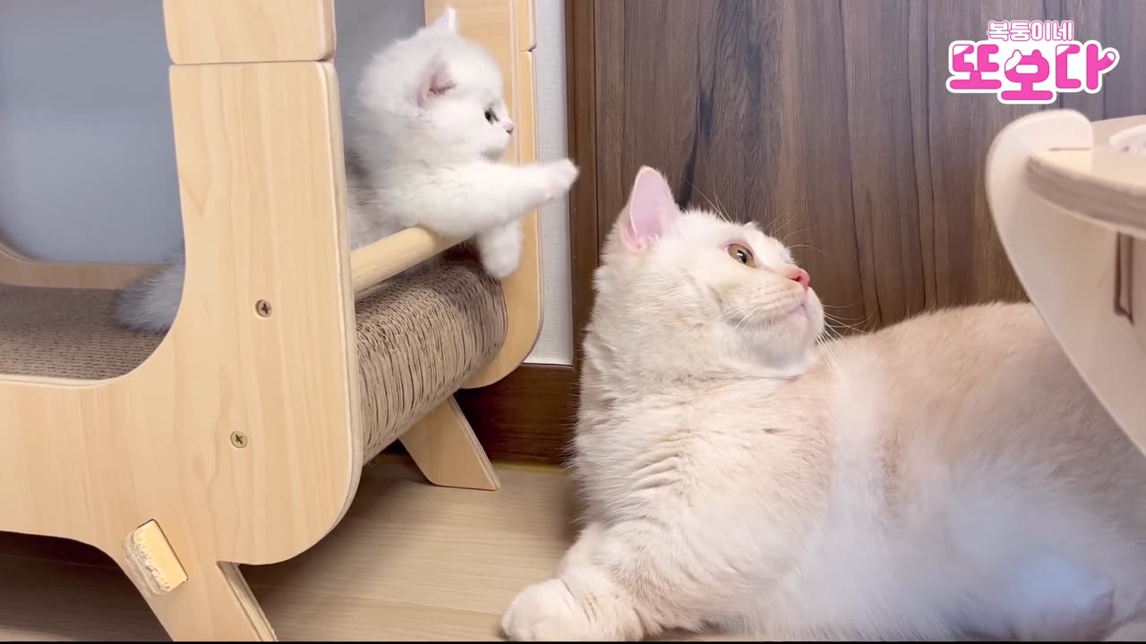 An adult cat who does the walking upright when he sees a kitten cat