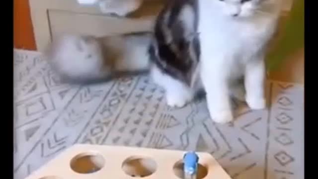 Take stock of the famous scenes of pets becoming sperm