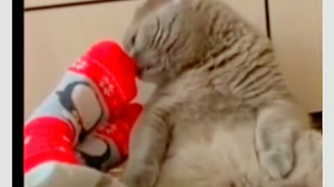 Cat Funny videos
