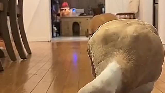 Duck: Someone is going to steal my food.