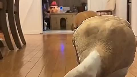 Duck: Someone is going to steal my food.