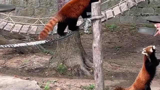 red pandas