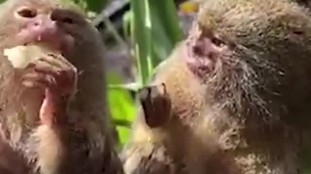 Do these two monkeys fight over food?