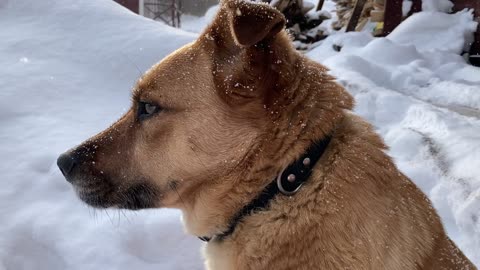 Close up video of a dog